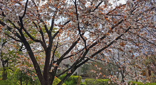 200402_sakura5.jpg