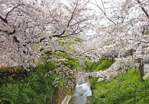 200402_sakura6.jpg