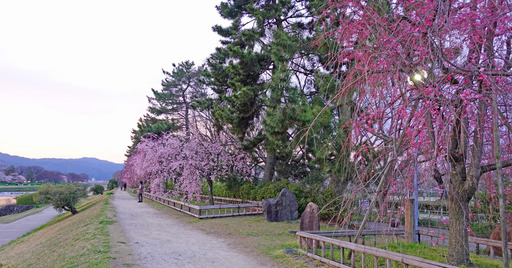 200403_nakaragi3.jpg