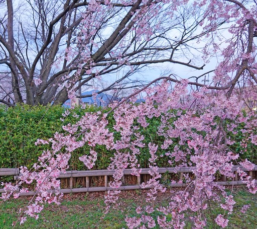 200403_nakaragi4.jpg