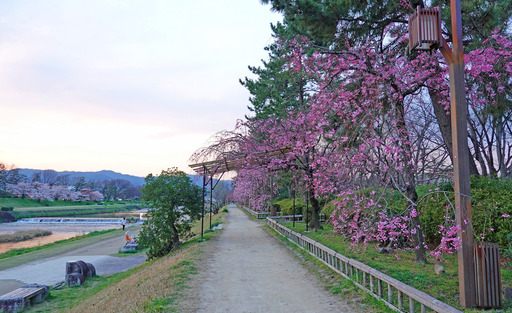 200403_nakaragi5.jpg