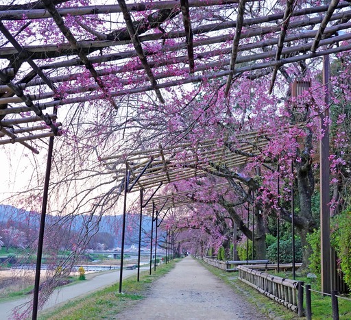 200403_nakaragi6.jpg