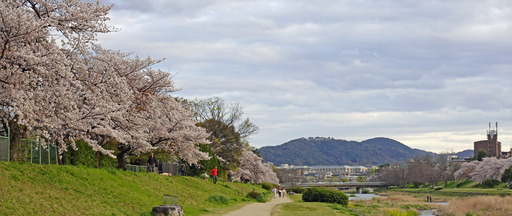 200405_sakura1.jpg