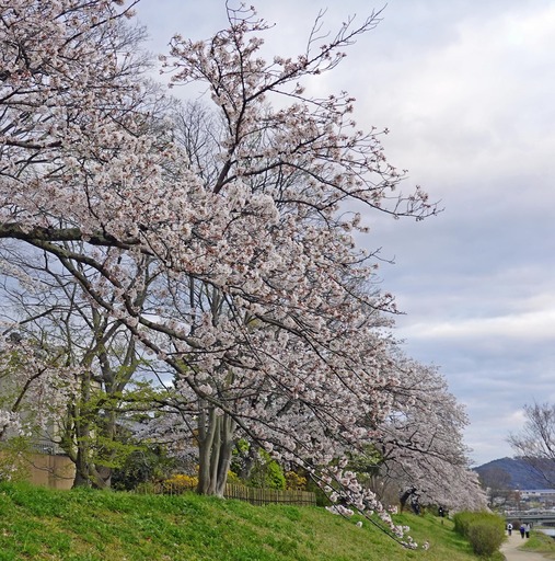 200405_sakura2.jpg