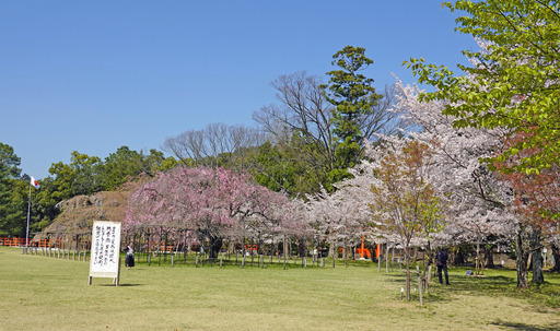 200407_kami1.jpg