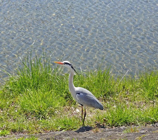 200407_sagi.jpg