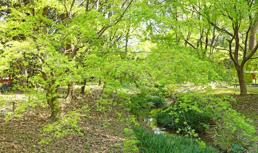 200408_seminoogawa1.jpg