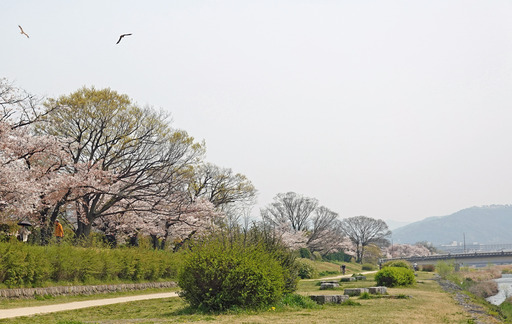 200408_tonbi.jpg