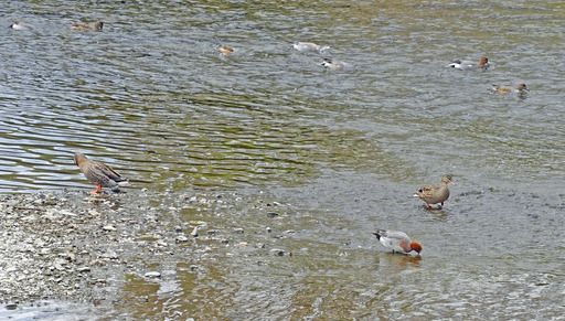 200411_kamo1.jpg