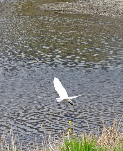 200411_sagi2.jpg