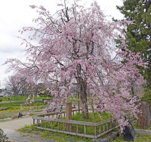 200411_sakura1.jpg