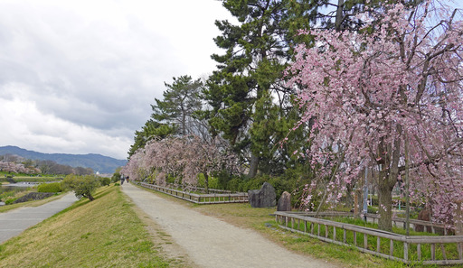 200411_sakura2.jpg