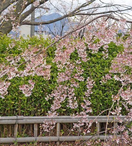 200411_sakura3.jpg