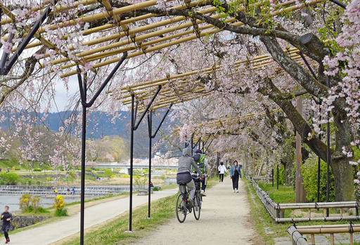 200411_sakura4.jpg
