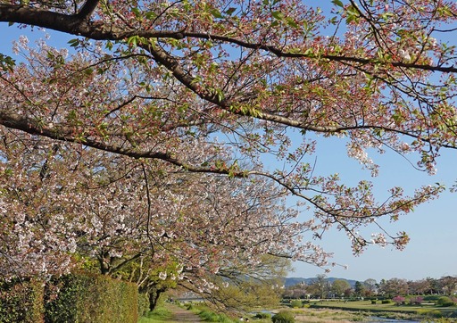 200414_hazakura1.jpg