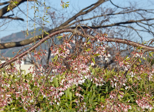 200414_hiei.jpg