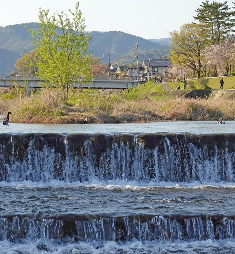 200414_kamo1.jpg