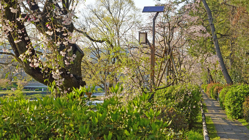 200414_nakaragi3.jpg