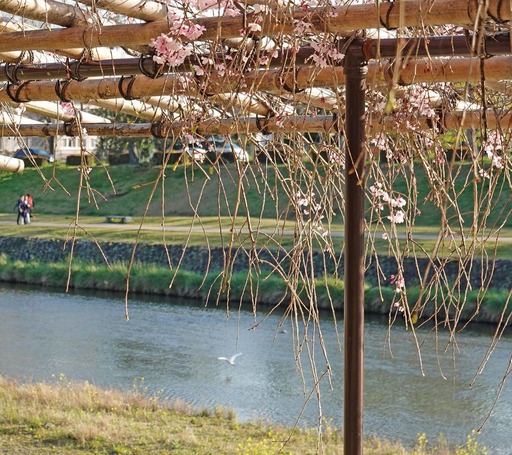 200414_sagi.jpg