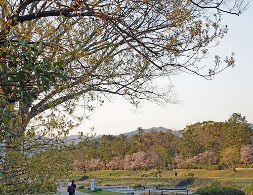 200414_yamazakura.jpg