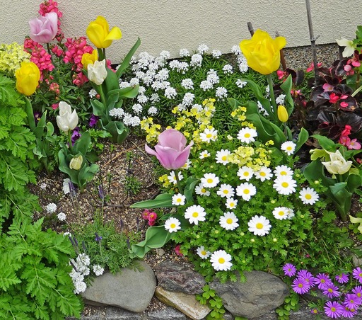 200417_hana1.jpg