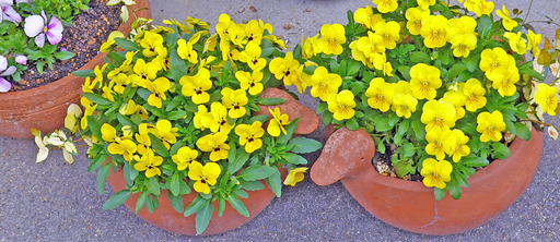 200417_hana2.jpg