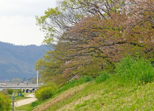 200417_hazakura.jpg
