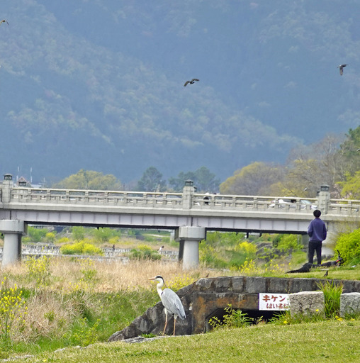 200417_sagi.jpg