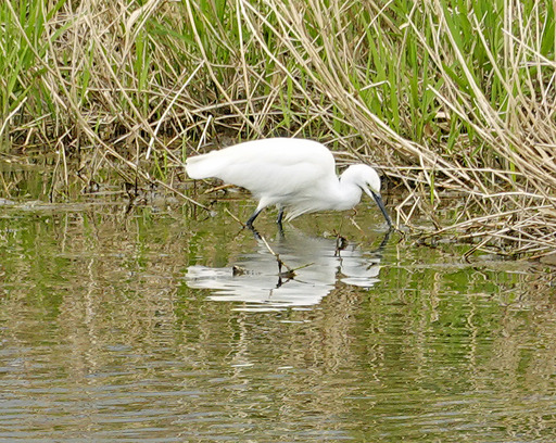 200417_sagi2.jpg