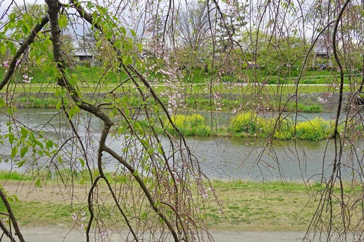 200420_nanohana.jpg