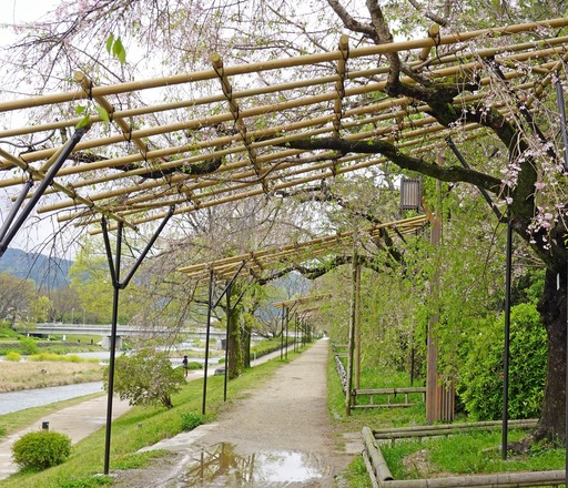 200420_tana1.jpg