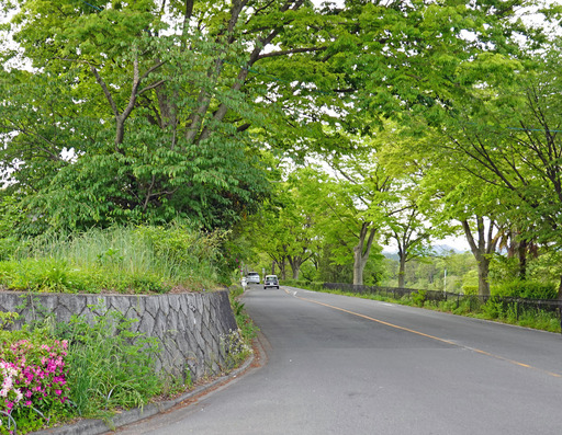 200505_kamokaido.jpg