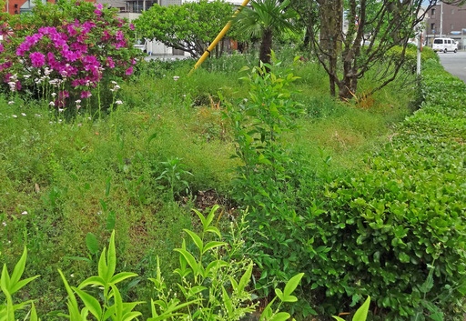 200509_sosui1.jpg