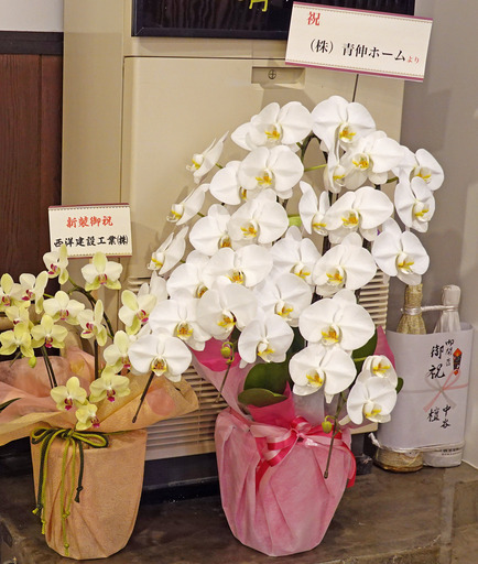 200515_aosin.jpg