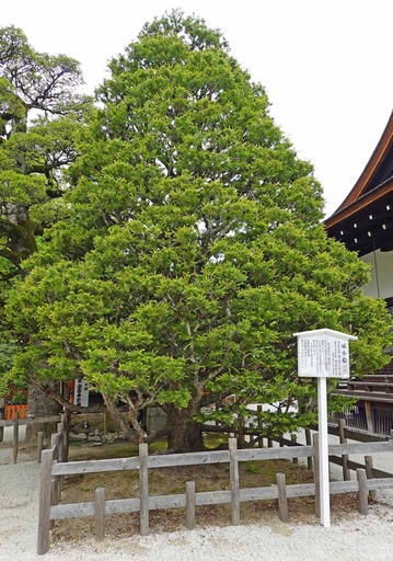 200515_himekomatsu.jpg