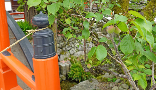 200515_ume.jpg