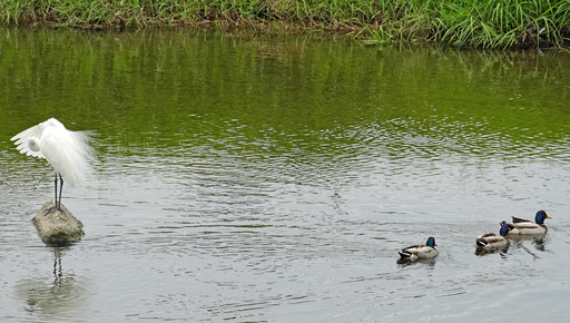 200518_sagi2.jpg
