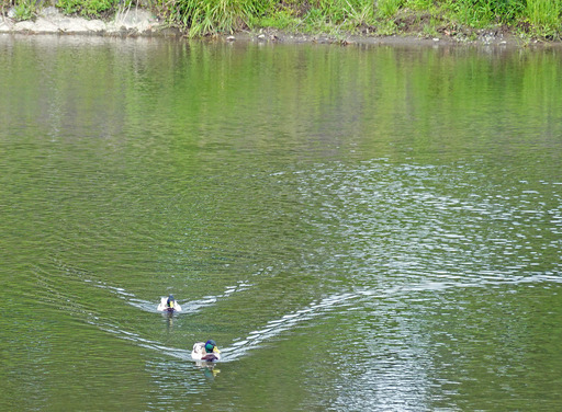200527_kamo1.jpg