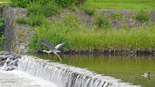 200527_sagi1.jpg