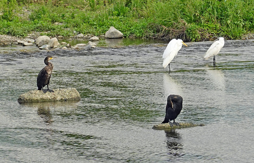 200527_sagi3.jpg
