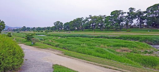 200606_kawa1.jpg