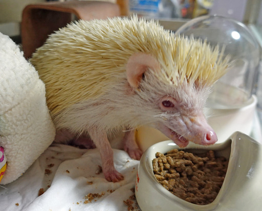 200609_hari1.jpg