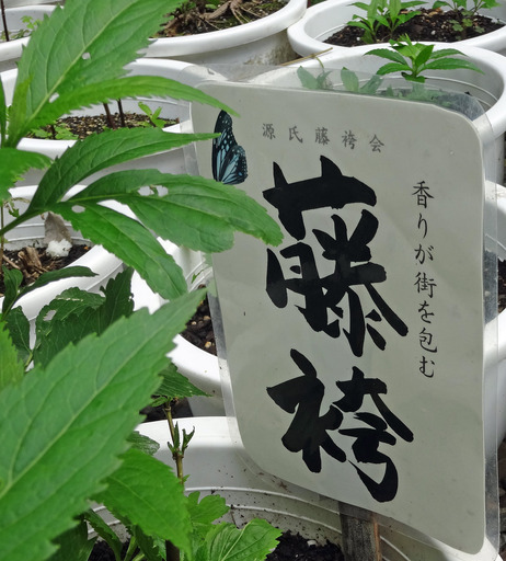 200628_fujibakama1.jpg