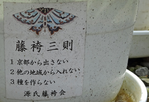 200628_fujibakama2.jpg
