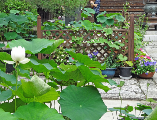 200628_hasu1.jpg