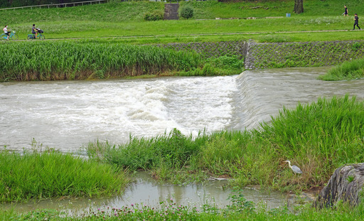 200705_kamo1.jpg