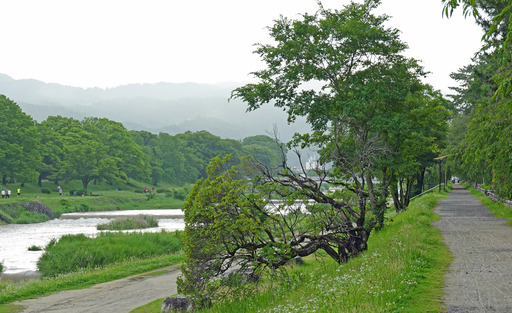 200705_kamo4.jpg