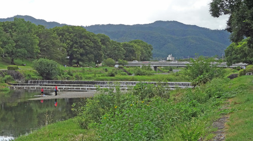 200907_kamo1.jpg