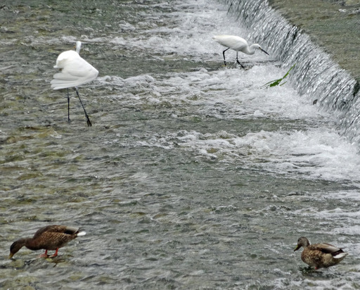 200907_sagi1.jpg