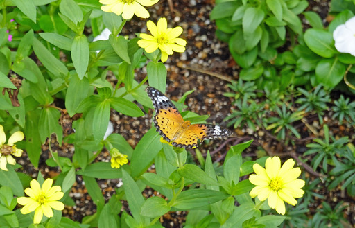 200907_tyou.jpg